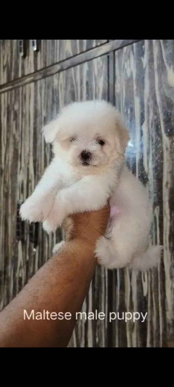 Buy Vaccinated  Maltese Puppy from Vizag